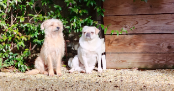 romane pet sitter à LISIEUX 14100_1