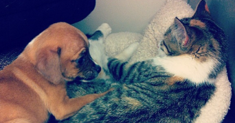 stevens pet sitter à DOMONT 95330_0