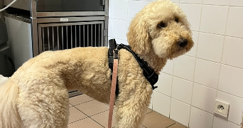 henrianne pet sitter à ANGERS 49000_1