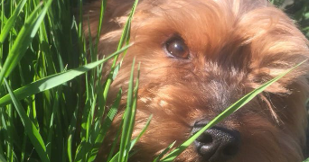 jade pet sitter à LYON 03 69003_2