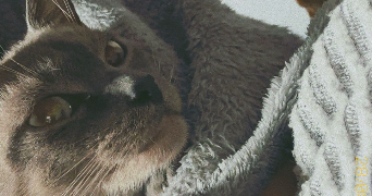 kloe pet sitter à LA ROCHE SUR YON 85000_1