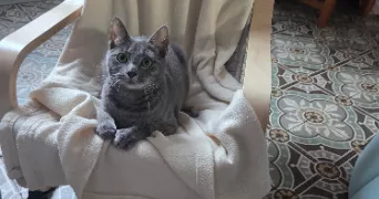 estelle pet sitter à MONTAIGU 02820