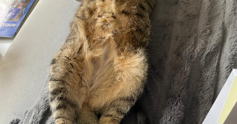 fabienne pet sitter à LA ROCHE SUR YON 85000_6