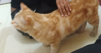 elilini pet sitter à FONTENAY SOUS BOIS 94120_8