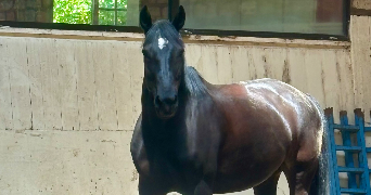 lara pet sitter à CLAMART 92140_2