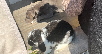 marie pet sitter à CISSAC MEDOC 33250_6