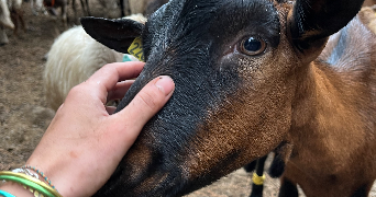 leonor pet sitter à VERSAILLES 78000_9