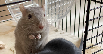 clélia pet sitter à LILLE 59800_2