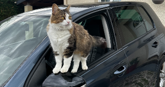 elise pet sitter à ST GRATIEN 95210_8