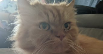 sandrine pet sitter à ST CHAMOND 42400_2
