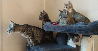 estelle pet sitter à GRENOBLE 38000_2