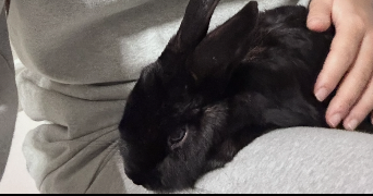 juliette pet sitter à MEUDON 92360_2