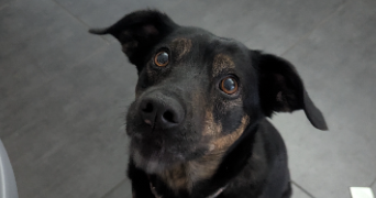 marine pet sitter à LA GRANDE MOTTE 34280_8