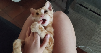 Amélie pet sitter à ARTANNES SUR INDRE 37260_0