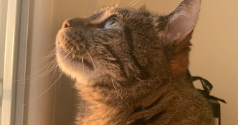 olwen pet sitter à LES MUREAUX 78130_1