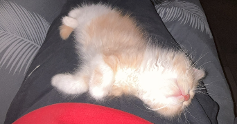 tatiana pet sitter à CHARTRES 28000_5