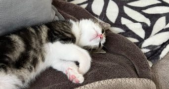 axelle pet sitter à wailly 62217_4