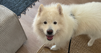 lou pet sitter à AMIENS 80080_1