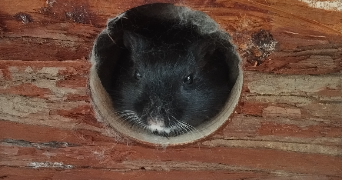 alice pet sitter à ROUEN 76000_3