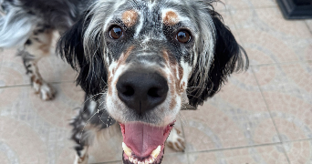 faustine pet sitter à MARCQ EN BAROEUL 59700_0