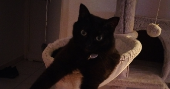 jessica pet sitter à MONTBETON 82290_2