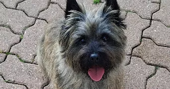amélie pet sitter à LA CHAUSSEE ST VICTOR 41260