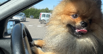 louane pet sitter à LE PUY EN VELAY 43000_4