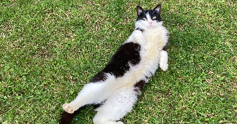 mona pet sitter à BONO 56400_2