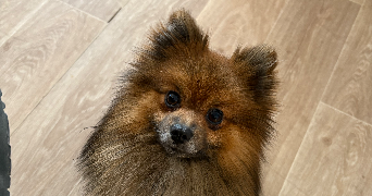 melissa pet sitter à Le castellet 83330_2
