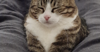 tiphanie pet sitter à ST CYR L ECOLE 78210_1