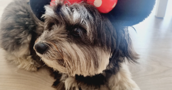 cyrielle pet sitter à SURESNES 92150_17