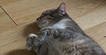 constance pet sitter à MONTREUIL 93100_5