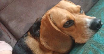 juliana pet sitter à ST ETIENNE DU ROUVRAY 76800_9