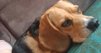 juliana pet sitter à ST ETIENNE DU ROUVRAY 76800