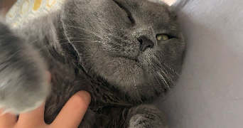 ouzna pet sitter à EPINAY SUR SEINE 93800_0