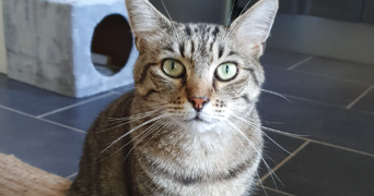 maryline pet sitter à Soumoulou  64420_1