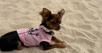 marion pet sitter à VIC LE COMTE 63270_0