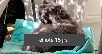 cindy pet sitter à ISSOIRE 63500_2