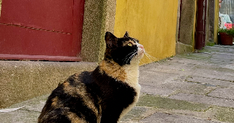 loriane pet sitter à CLERMONT FERRAND 63000_2