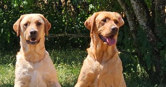 emma pet sitter à STRASBOURG 67000_2