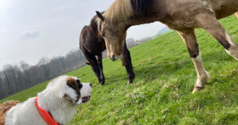 megguy pet sitter à CHAUNY 02300_4