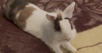 lara pet sitter à CLAMART 92140_5