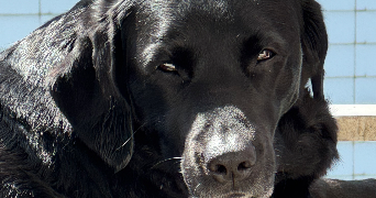 artem pet sitter à ST MALO 35400_1