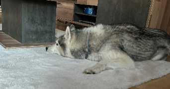 chloe pet sitter à ST PONS DE MAUCHIENS 34230_2