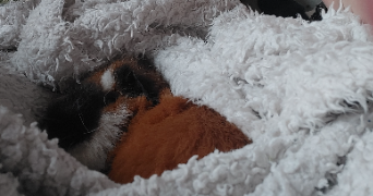 mélanie pet sitter à LOUVIERS 27400_11