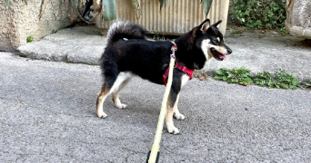 Katy pet sitter à Villeneuve-lès-Avignon 30400_9