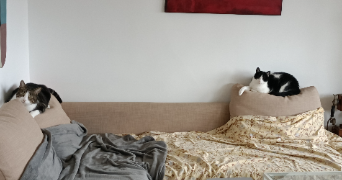 maria cat sitter à MAISONS ALFORT 94700_4