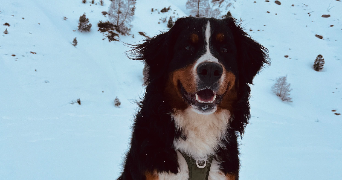 madleen  pet sitter à Blain 44130_3