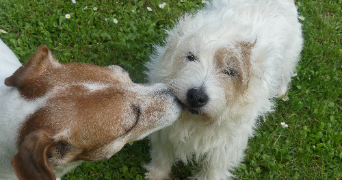 lilou pet sitter à Caen 14000_1