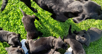 anna pet sitter à ARRAS 62000_4